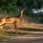 Cuando una carretera se convierte en una barrera para los animales