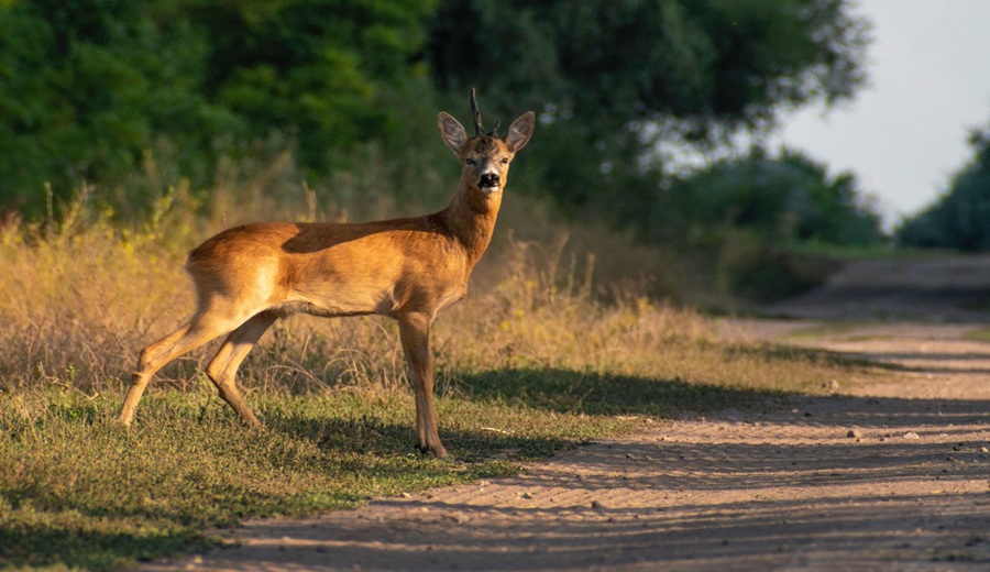 Cuando una carretera se convierte en una barrera para los animales