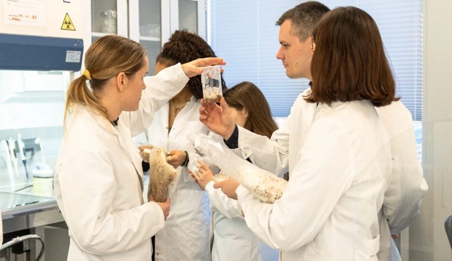 Adiós al cemento en las carreteras Dinamarca propone un nuevo material aglutinante 100 % biológico a base de hongos