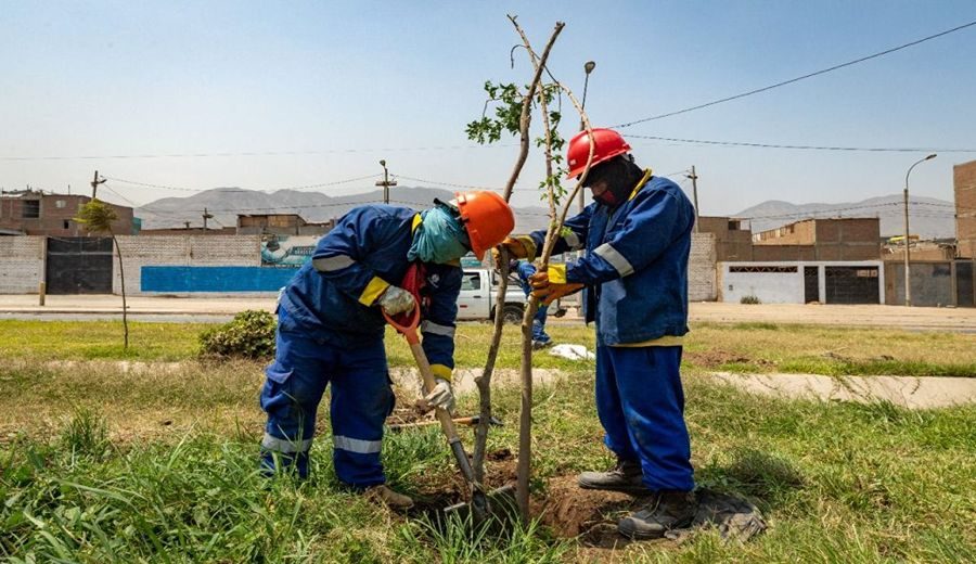 Ampliación del Metropolitano: más de 3,300 árboles han sido plantados hasta la fecha en Lima norte