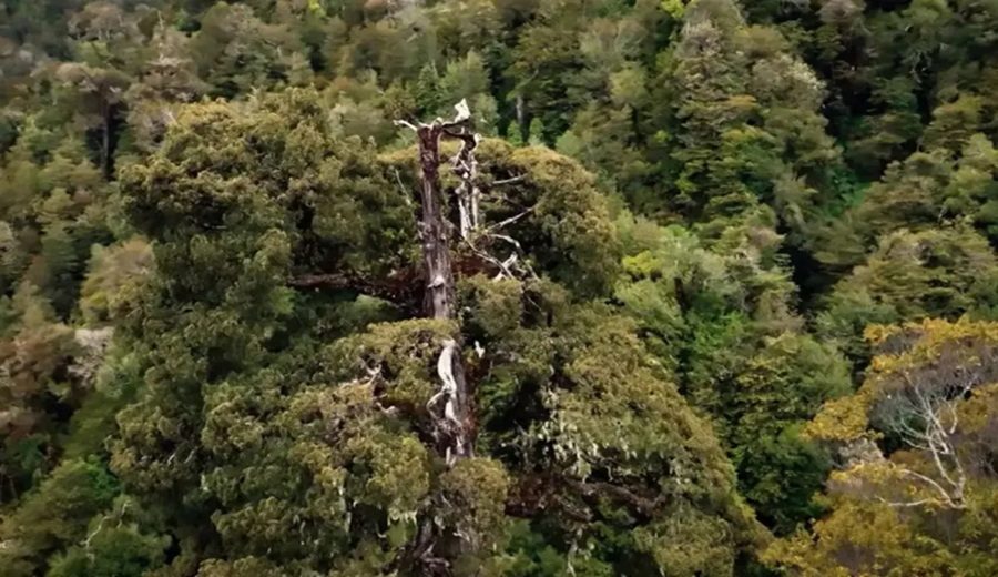Chile autopista pone en riesgo al árbol más antiguo del planeta