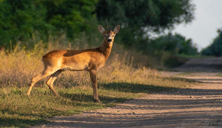 Cuando una carretera se convierte en una barrera para los animales